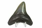 3.32" Fossil Megalodon Tooth - South Carolina - #130825-2